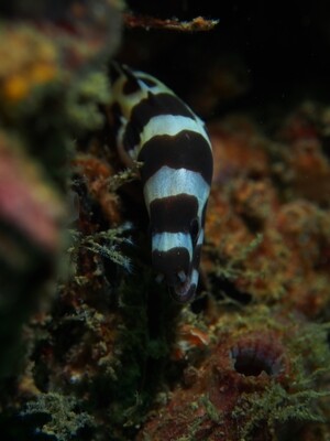 Banded Moray eel_Similan Islands_190122