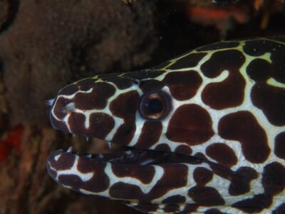 Honeycomb moray eel_Similan Islands_190122_3