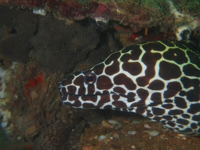 Honeycomb moray eel_Similan Islands_190122_1