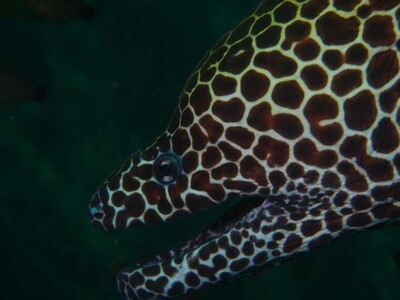 Honeycomb moray eel_Similan Islands_190122_6