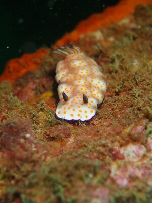 Hypselodoris pulchella_Similan Islands_190122_1 Hypselodoris pulchella_Similan Islands_190122_1