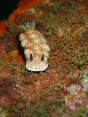 Hypselodoris pulchella_Similan Islands_190122 Hypselodoris pulchella_Similan Islands_190122