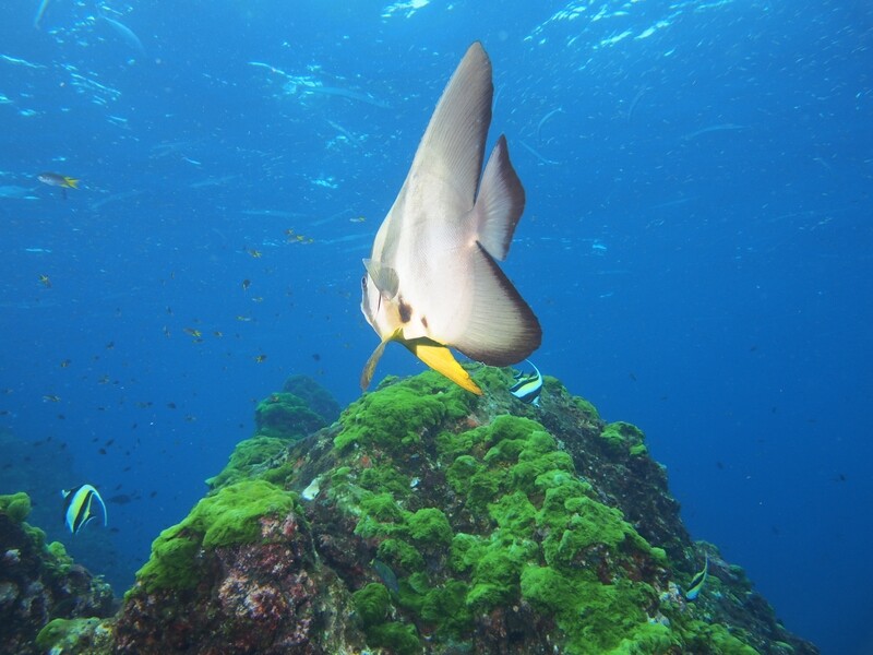 Batfish_Similan Islands_190121_1