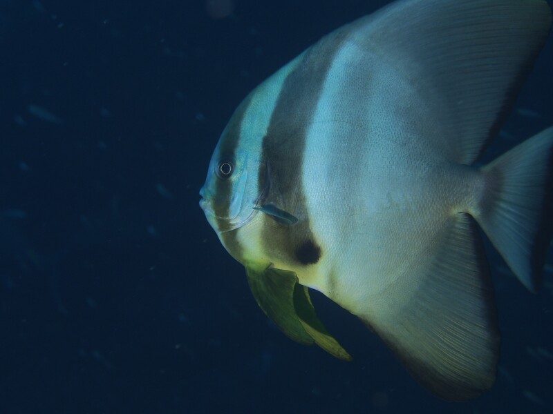 Fledermausfisch_Similan Islands_190121_1