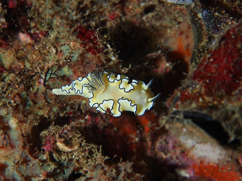 Glossodoris atromarginata_Similan Islands_190121 Glossodoris atromarginata_Similan Islands_190121