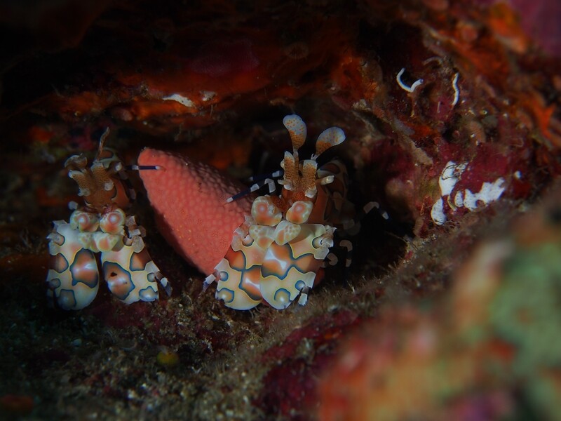 Harlekin Garnele_Similan Islands_190121_3