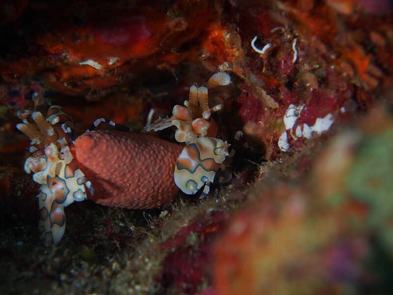 Harlekin Garnele_Similan Islands_190121_1