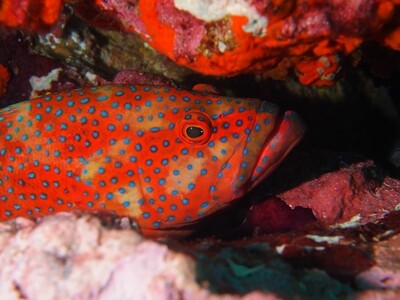 Juwelen-Zackenbarsch_Kopf_Similan Islands_190121 Juwelen-Zackenbarsch_Kopf_Similan Islands_190121