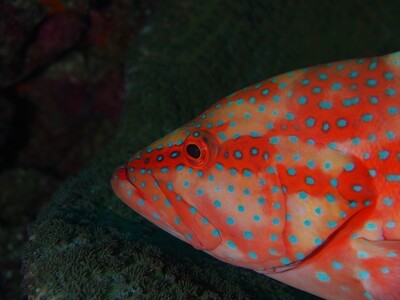 Juwelen-Zackenbarsch_Kopf_Similan Islands_190121_4 Juwelen-Zackenbarsch_Kopf_Similan Islands_190121_4