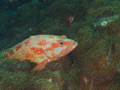 Juwelen-Zackenbarsch_Similan Islands_190121_2 Juwelen-Zackenbarsch_Similan Islands_190121_2