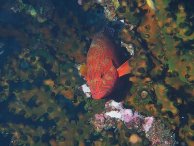 Juwelen-Zackenbarsch_Similan Islands_190121 Juwelen-Zackenbarsch_Similan Islands_190121