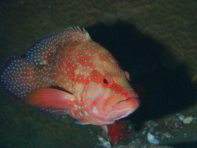 Juwelen-Zackenbarsch_Similan Islands_190121_3 Juwelen-Zackenbarsch_Similan Islands_190121_3