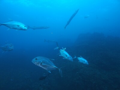Makrele&Barrakuda_Similan Islands_190121 Makrele&Barrakuda_Similan Islands_190121