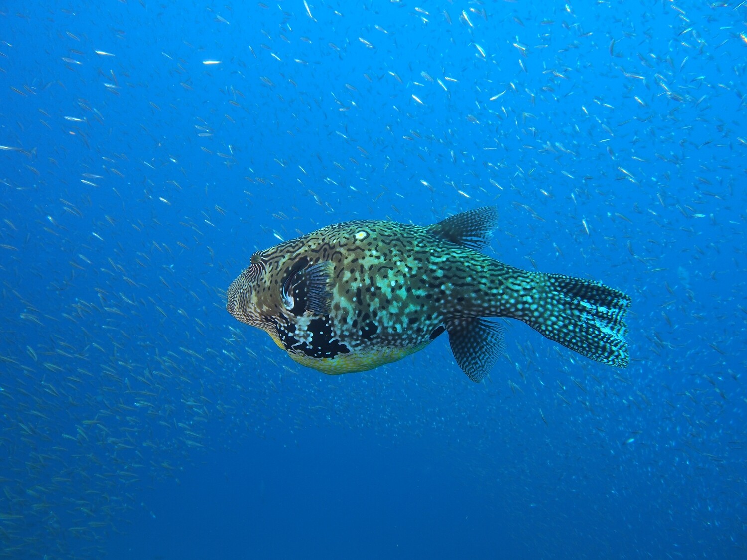 Kugelfisch_Similan Islands_190121