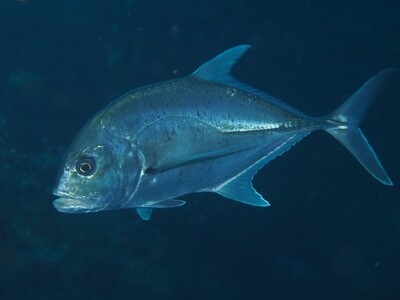 Makrele_Similan Islands_190121 Makrele_Similan Islands_190121