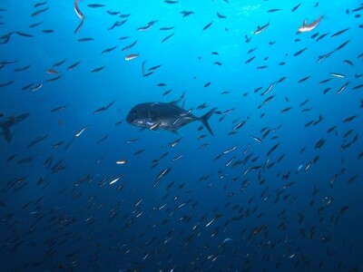 Makrele_Similan Islands_190121_4 Makrele_Similan Islands_190121_4