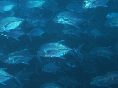 Makrelenschwarm_Similan Islands_190121 Makrelenschwarm_Similan Islands_190121
