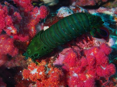Mantis shrimp_Similan Islands_190121_1 Mantis shrimp_Similan Islands_190121_1