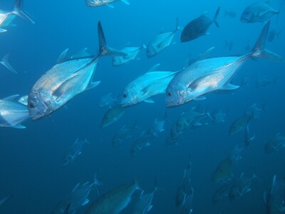 Makrelen-Schwarm_Similan Islands_190121 Makrelen-Schwarm_Similan Islands_190121