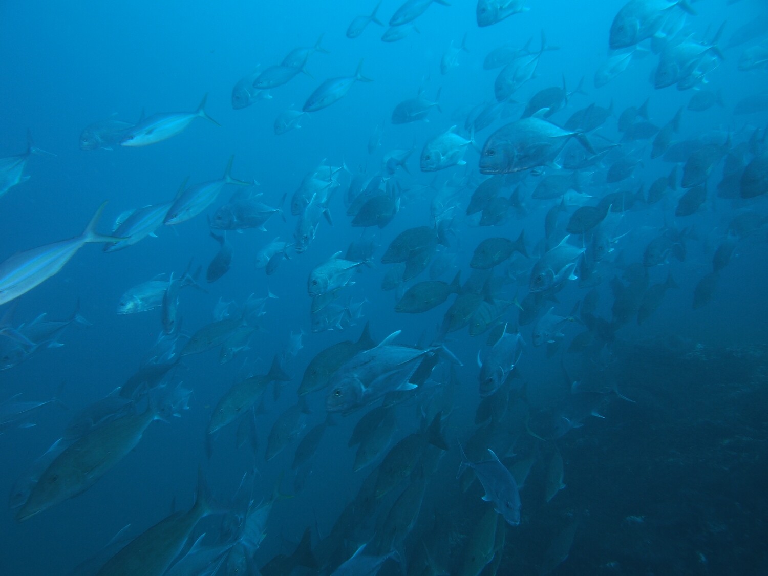 Makrelenschwarm_Similan Islands_190121_2