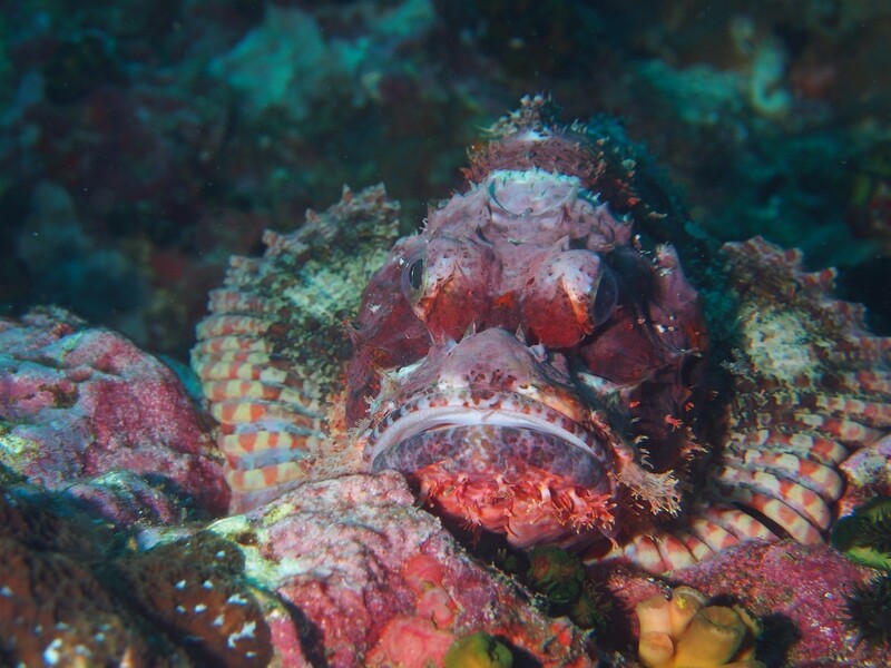 Scorpionfish_Similan Islands_190121_1 Scorpionfish_Similan Islands_190121_1