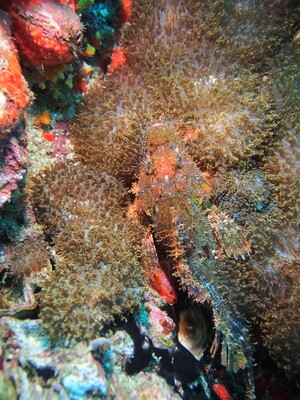 Scorpionfish_Similan Islands_190121_3