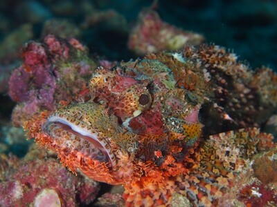Scorpionfish_Similan Islands_190121_2