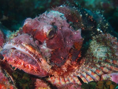 Scorpionfish_Similan Islands_190121