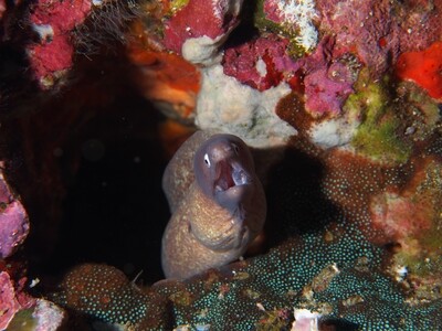 White-eyed Moray eel_Similan Islands_190120