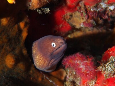 White-eyed Moray eel_Similan Islands_190121