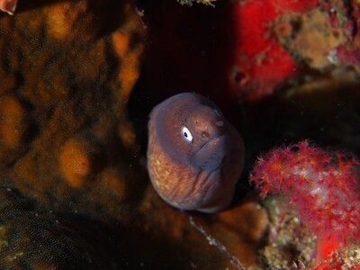 White-eyed Moray eel_Similan Islands_190121_1
