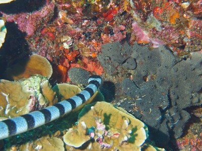 Banded Seasnake_Similan Islands_190120 Banded Seasnake_Similan Islands_190120
