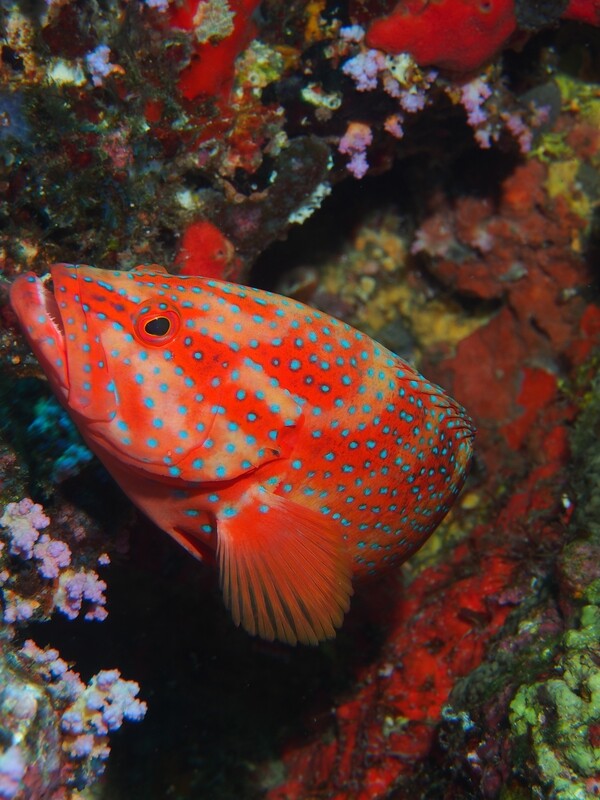 Juwelen-Zackenbarsch_Similan Islands_190120