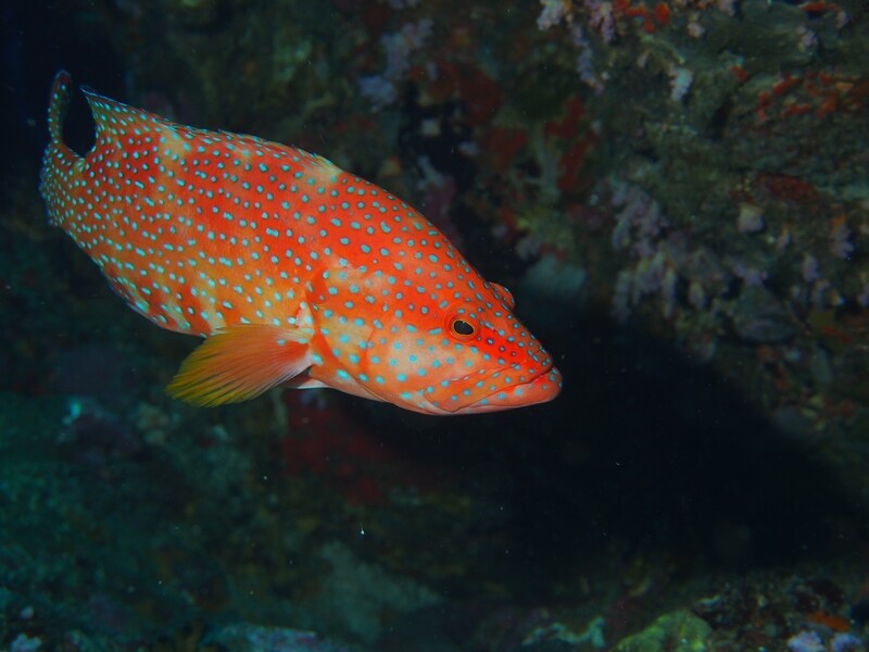 Juwelen-Zackenbarsch_Similan Islands_190120_3 Juwelen-Zackenbarsch_Similan Islands_190120_3