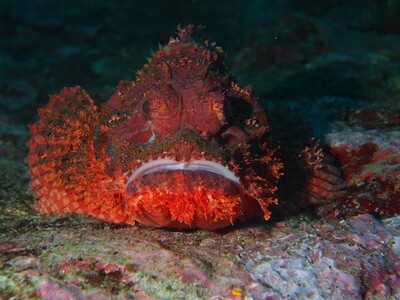Scorpionfish Head_Similan Islands_190120