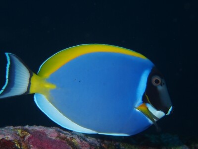 Powder-blue Surgeonfish_Similan Islands_190120