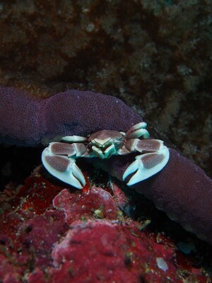 Porcelaine Crab_Similan Islands_190120_1