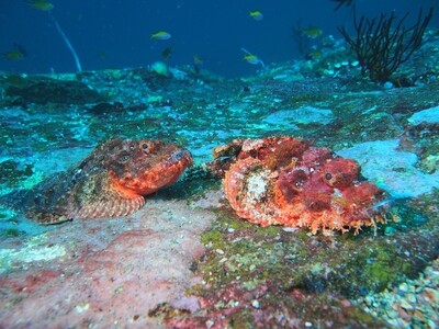 Scorpionfish_Similan Islands_190120_1
