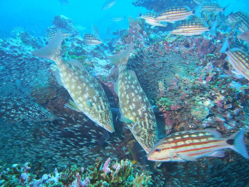 Smalltooth Emperor_Similan Islands_190120 Smalltooth Emperor_Similan Islands_190120