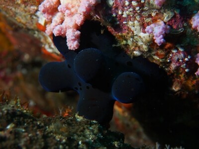 Sponge snail_Similan Islands_190120