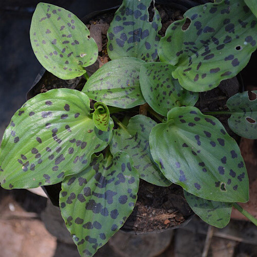 African False Hosta