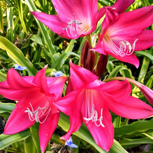 Crinum 'Ellen Bosanquet'