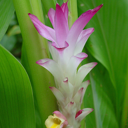 Hidden Ginger