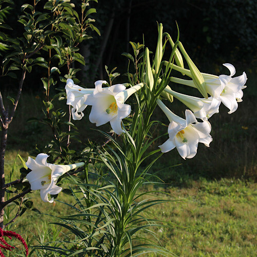 Philippine Lily