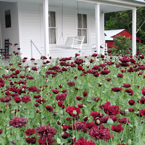 Greg's Aggie Poppy (seeds)