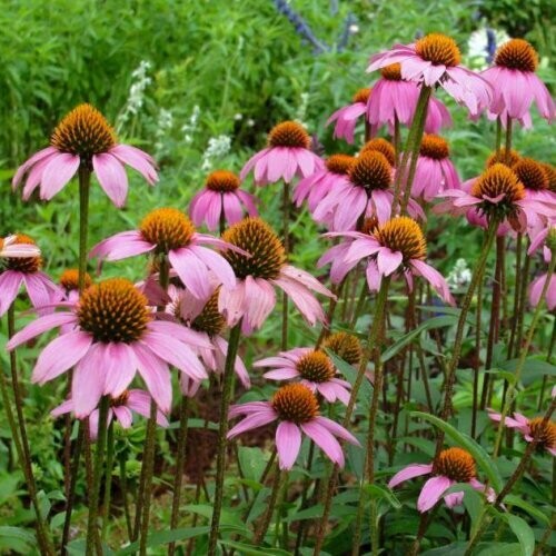 Cleo's Purple Coneflower (seeds)