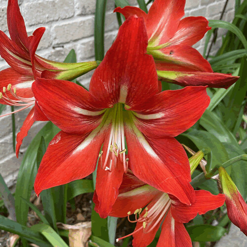 St. Joseph's Lily/Johnson's Amaryllis