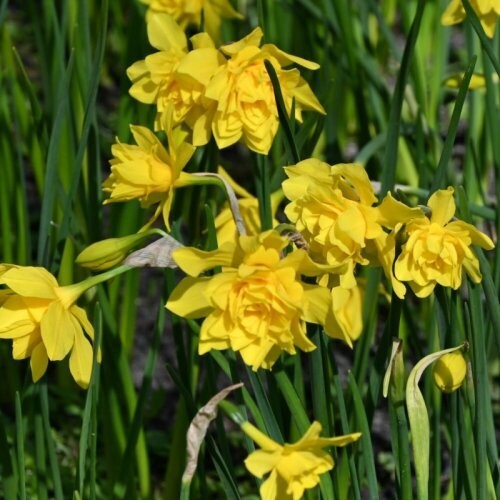 Jonquil Queen Anne’s Double