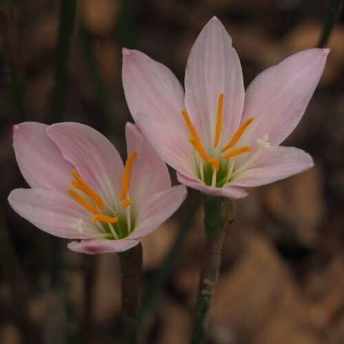 Grandjax Rain Lily