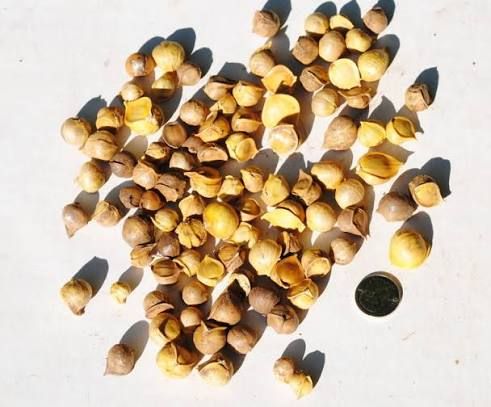 Elephant Garlic (bulbils)